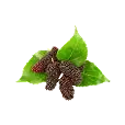 Mulberry Leaf Extract