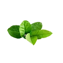 Green Tea Extract